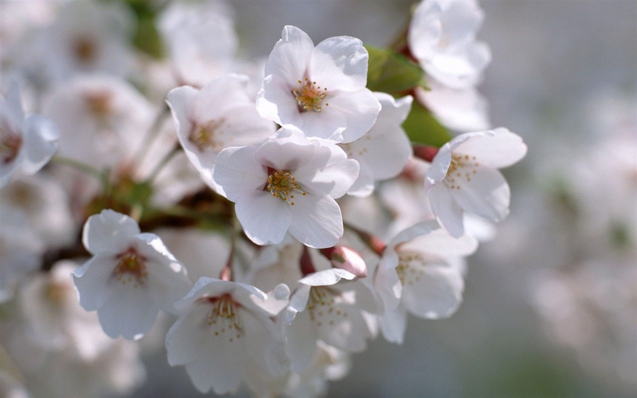 Flowers close-up (12) #5 - 1280x800