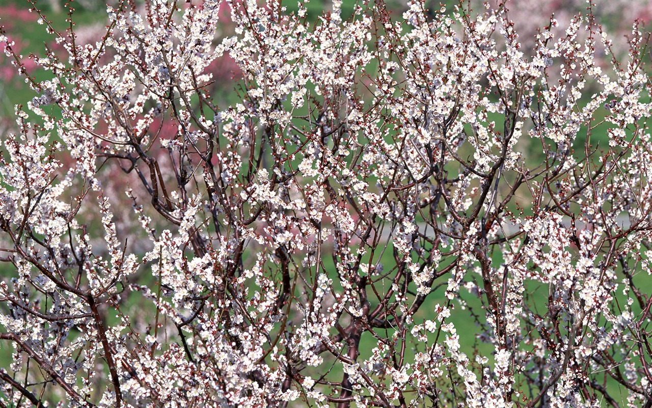 Flowers close-up (12) #7 - 1280x800