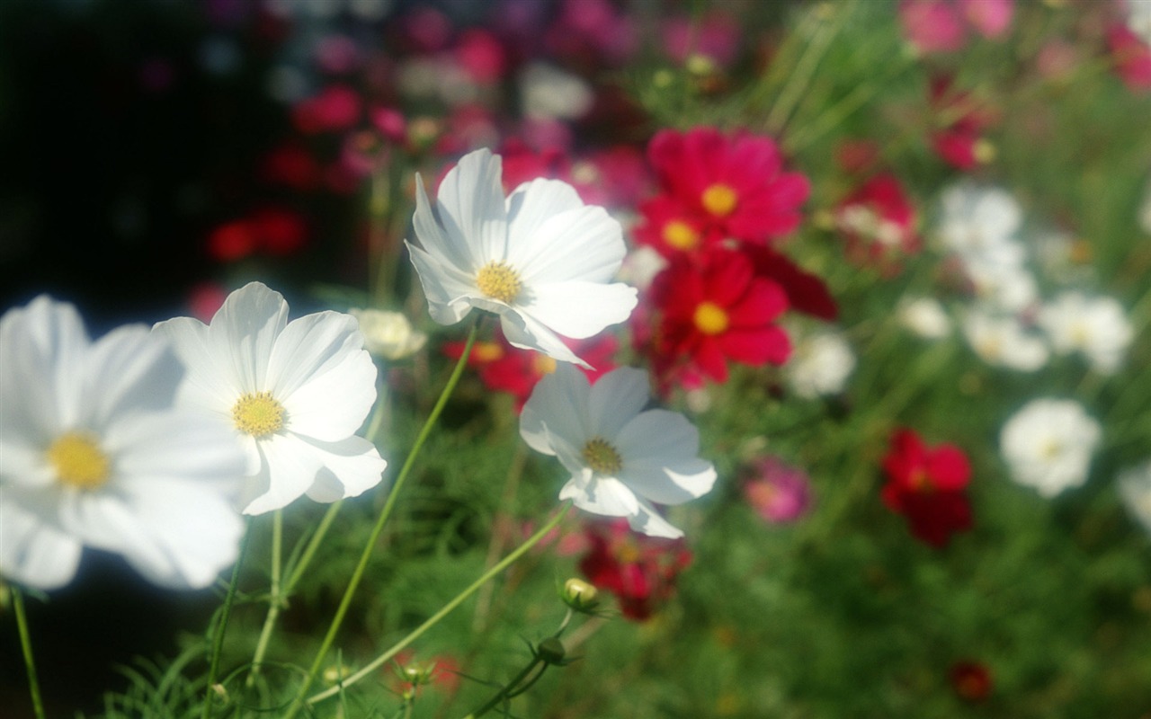 Flowers close-up (12) #11 - 1280x800