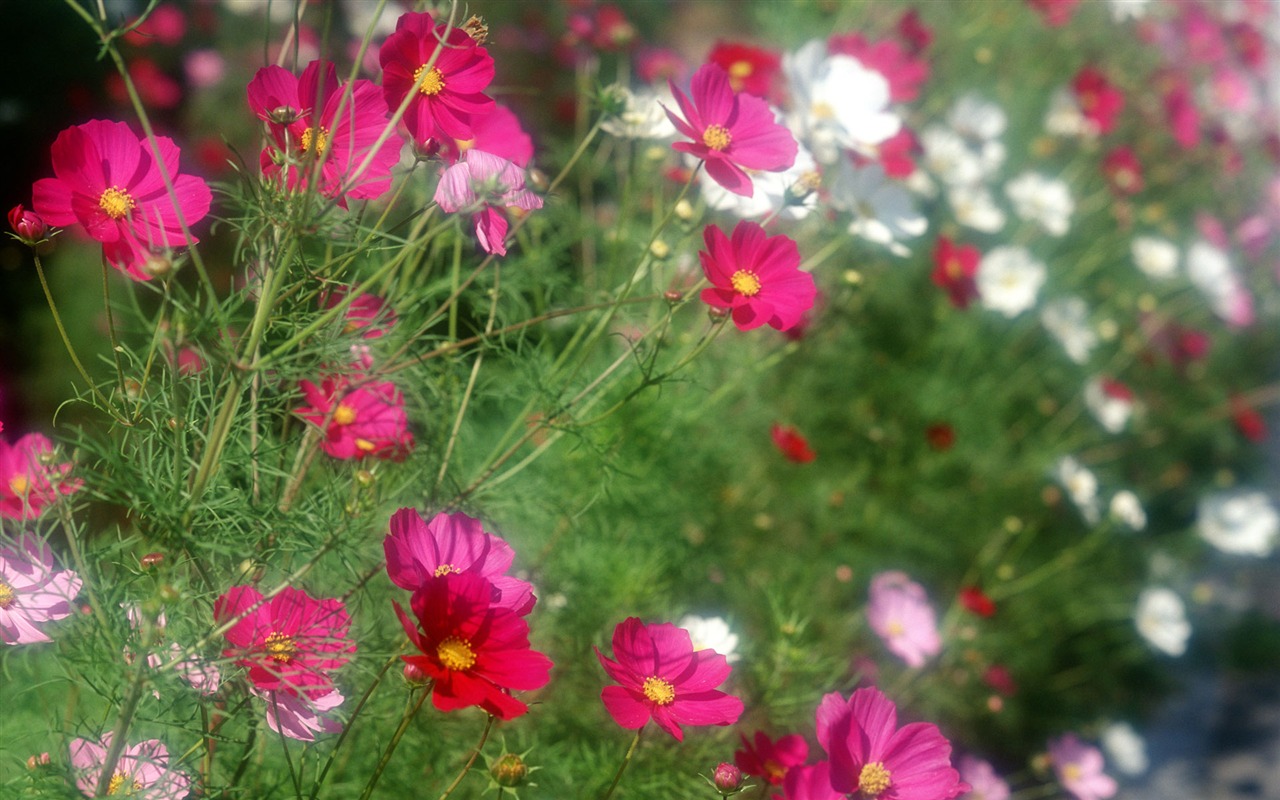 Flowers close-up (12) #12 - 1280x800