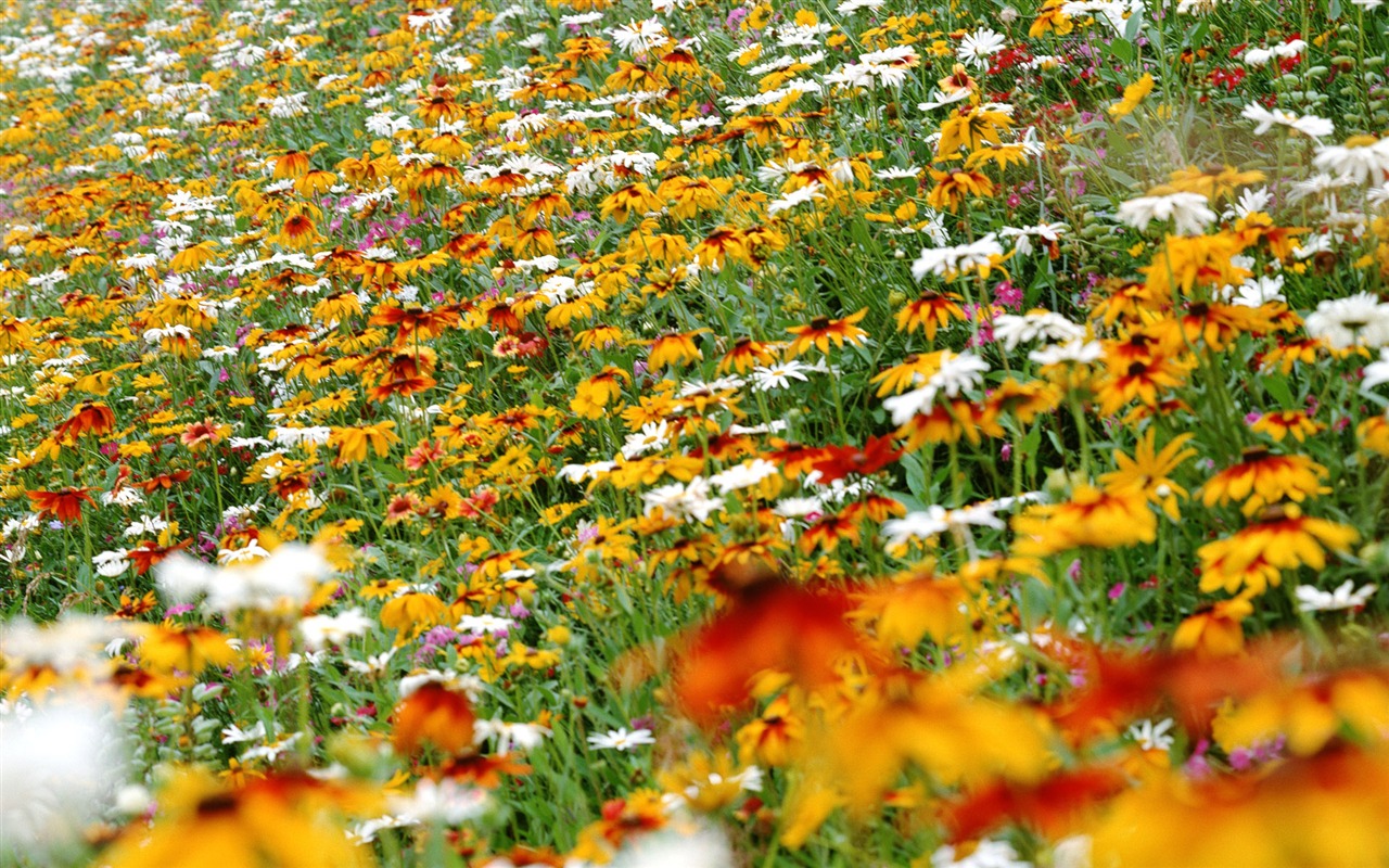 Flowers close-up (12) #13 - 1280x800