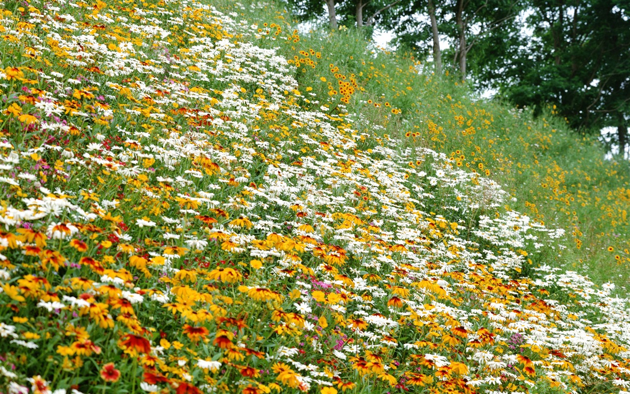 Flowers close-up (12) #14 - 1280x800