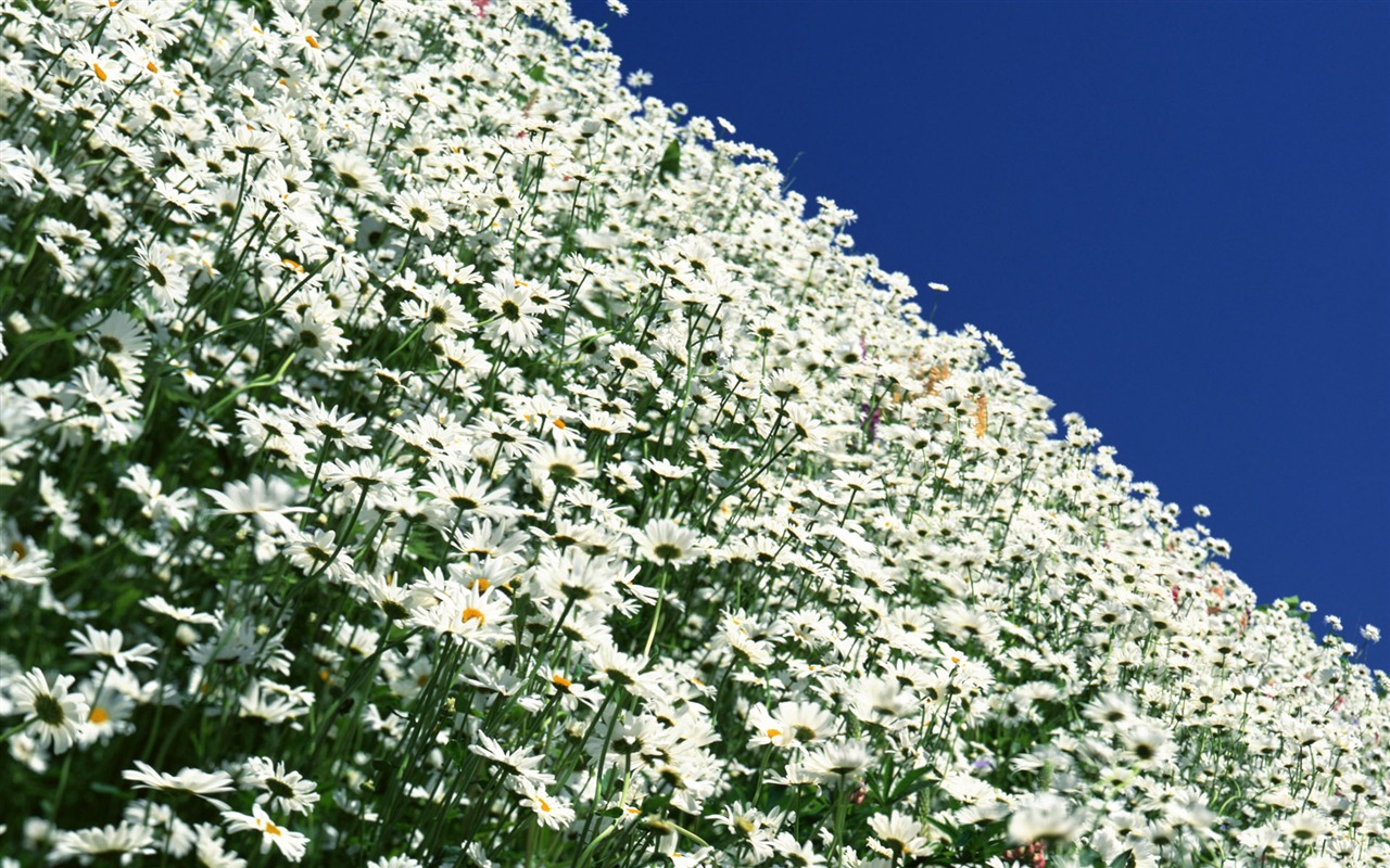 Flowers close-up (12) #15 - 1280x800