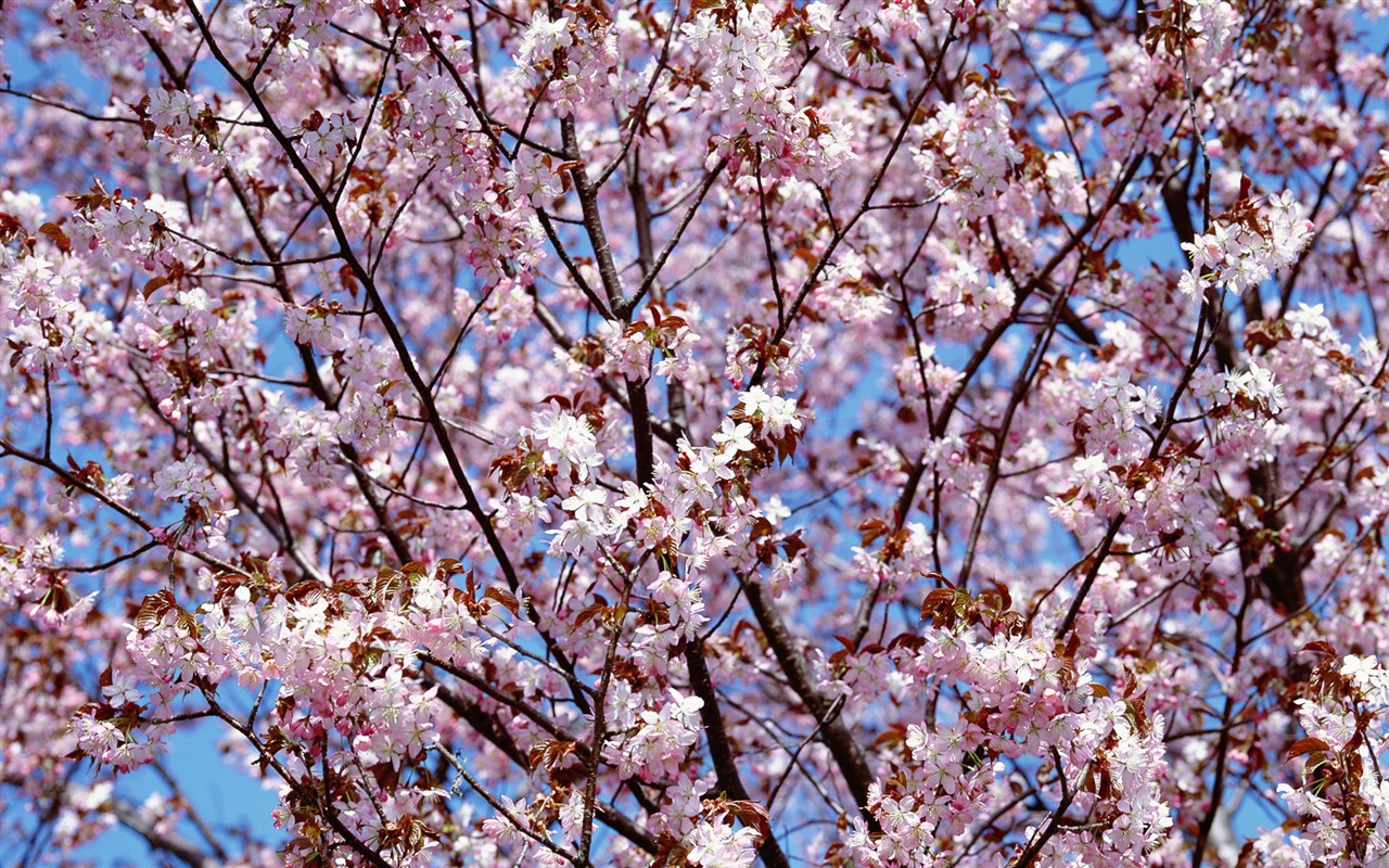 鮮花特寫(12) #17 - 1280x800