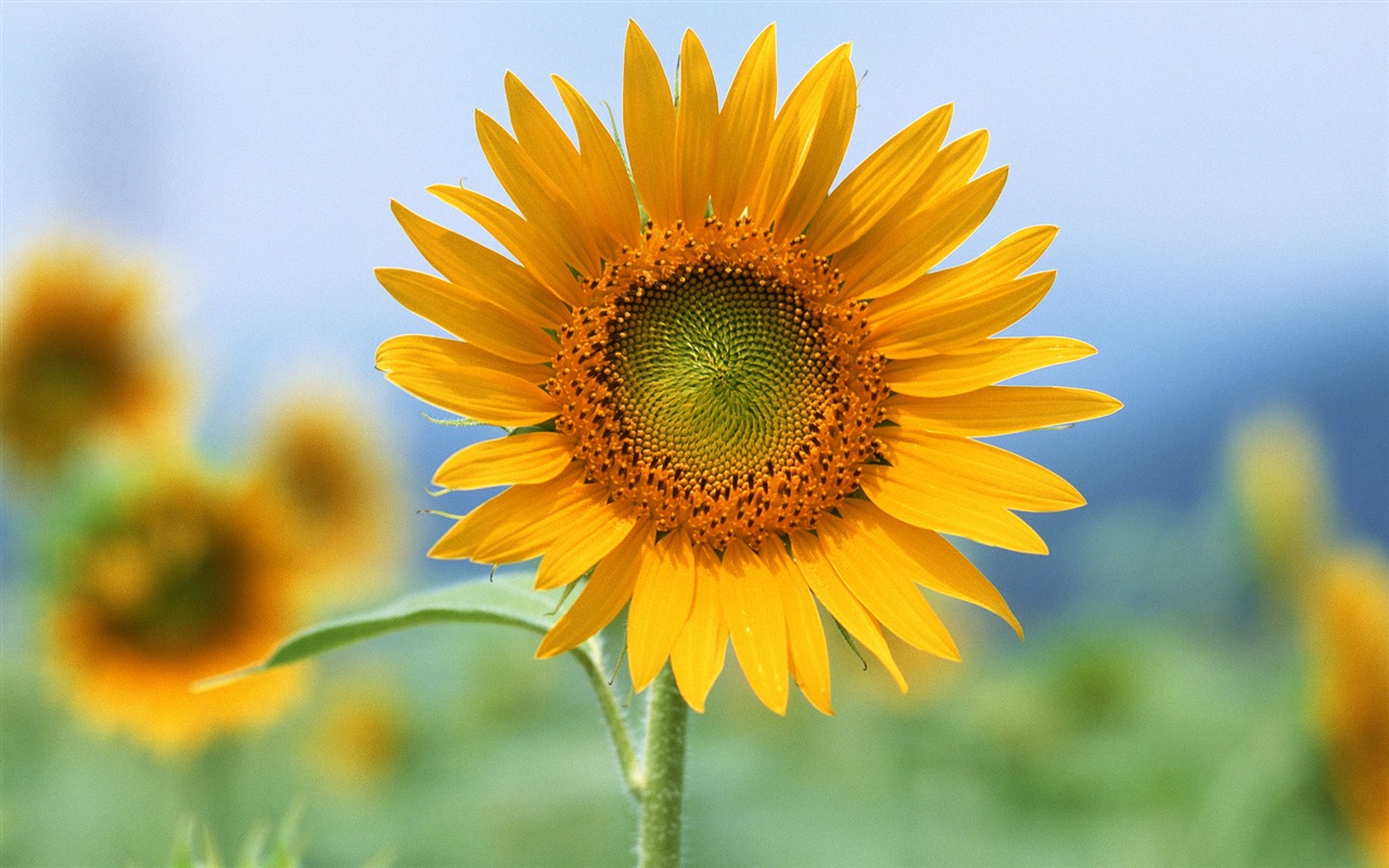 鮮花特寫(12) #20 - 1280x800
