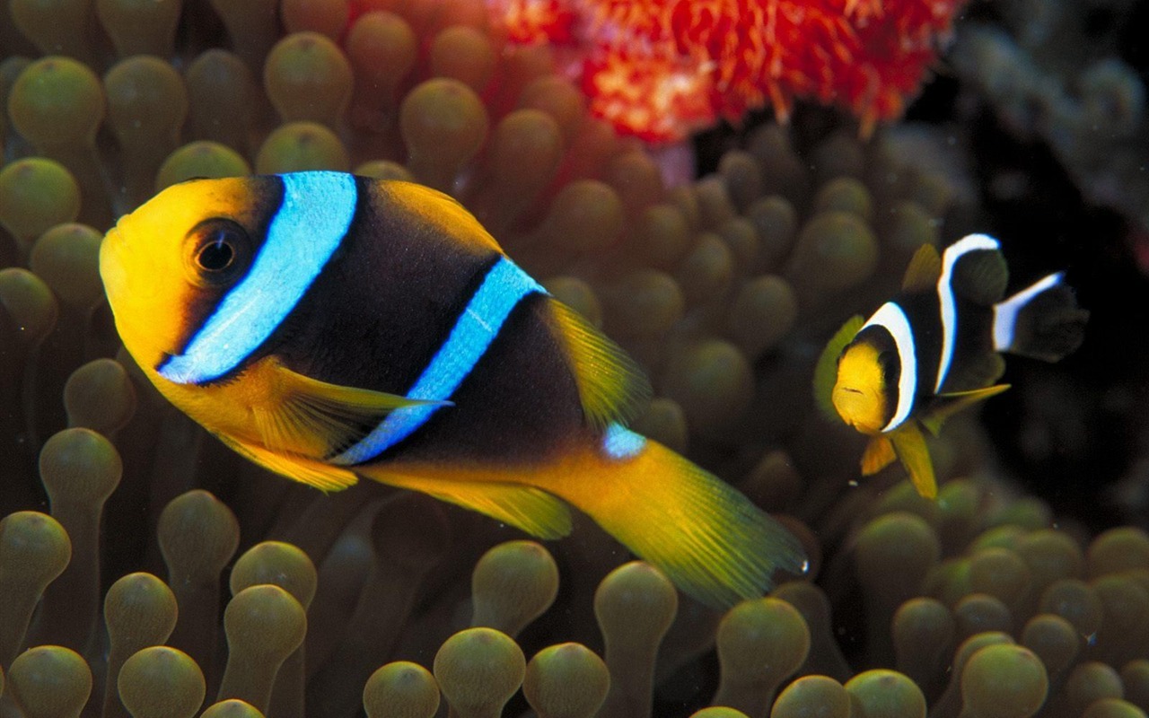 Colorful tropical fish wallpaper albums #13 - 1280x800