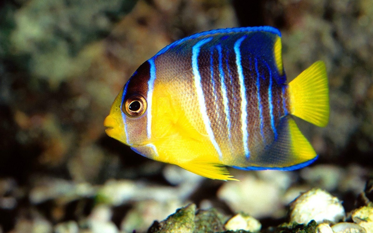 Colorful tropical fish wallpaper albums #20 - 1280x800