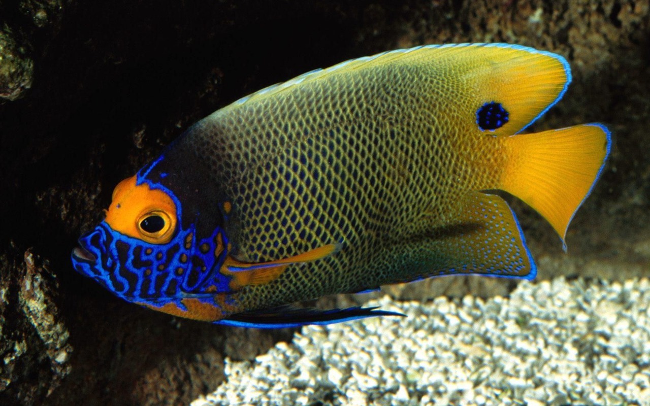 Colorful tropical fish wallpaper albums #21 - 1280x800