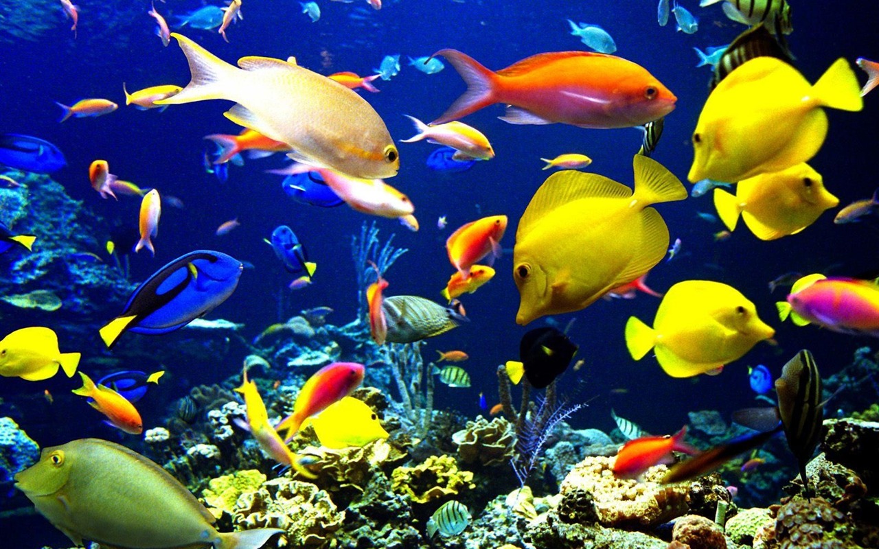 Colorful tropical fish wallpaper albums #23 - 1280x800