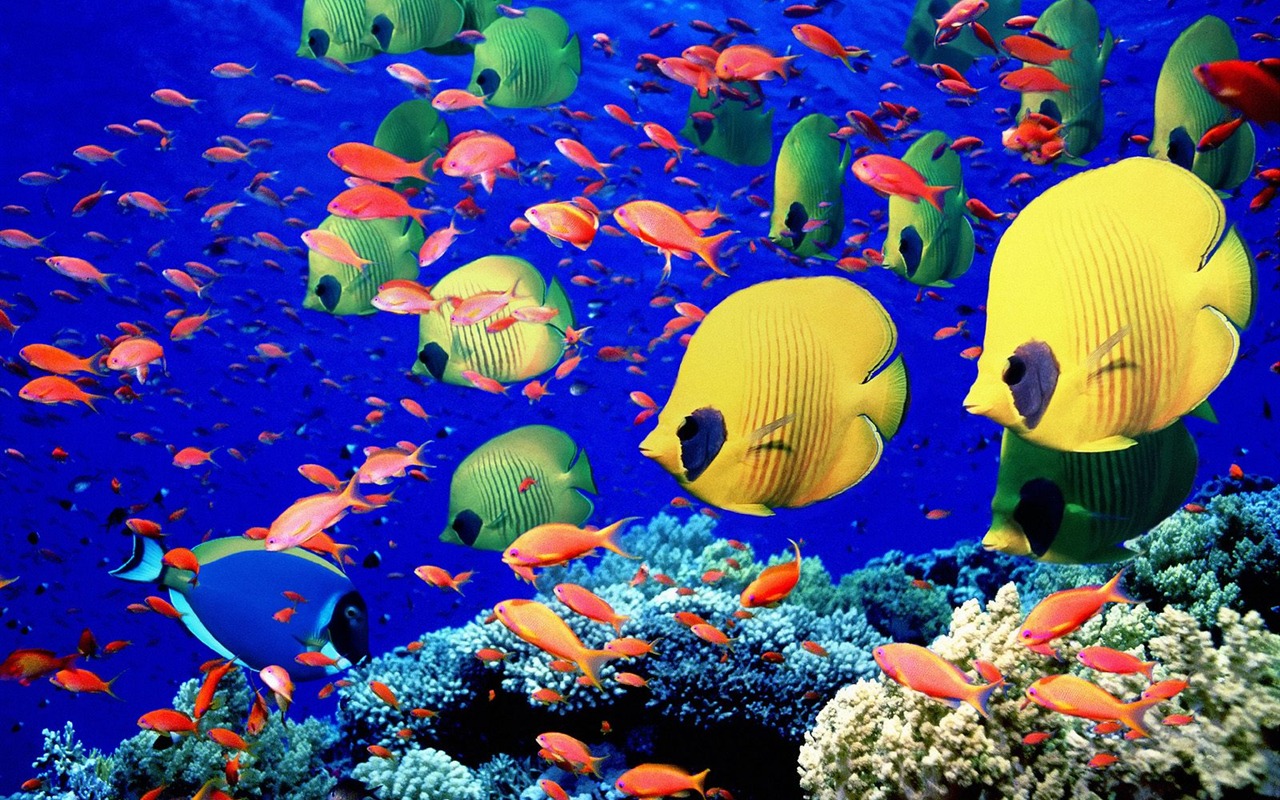 Colorful tropical fish wallpaper albums #27 - 1280x800