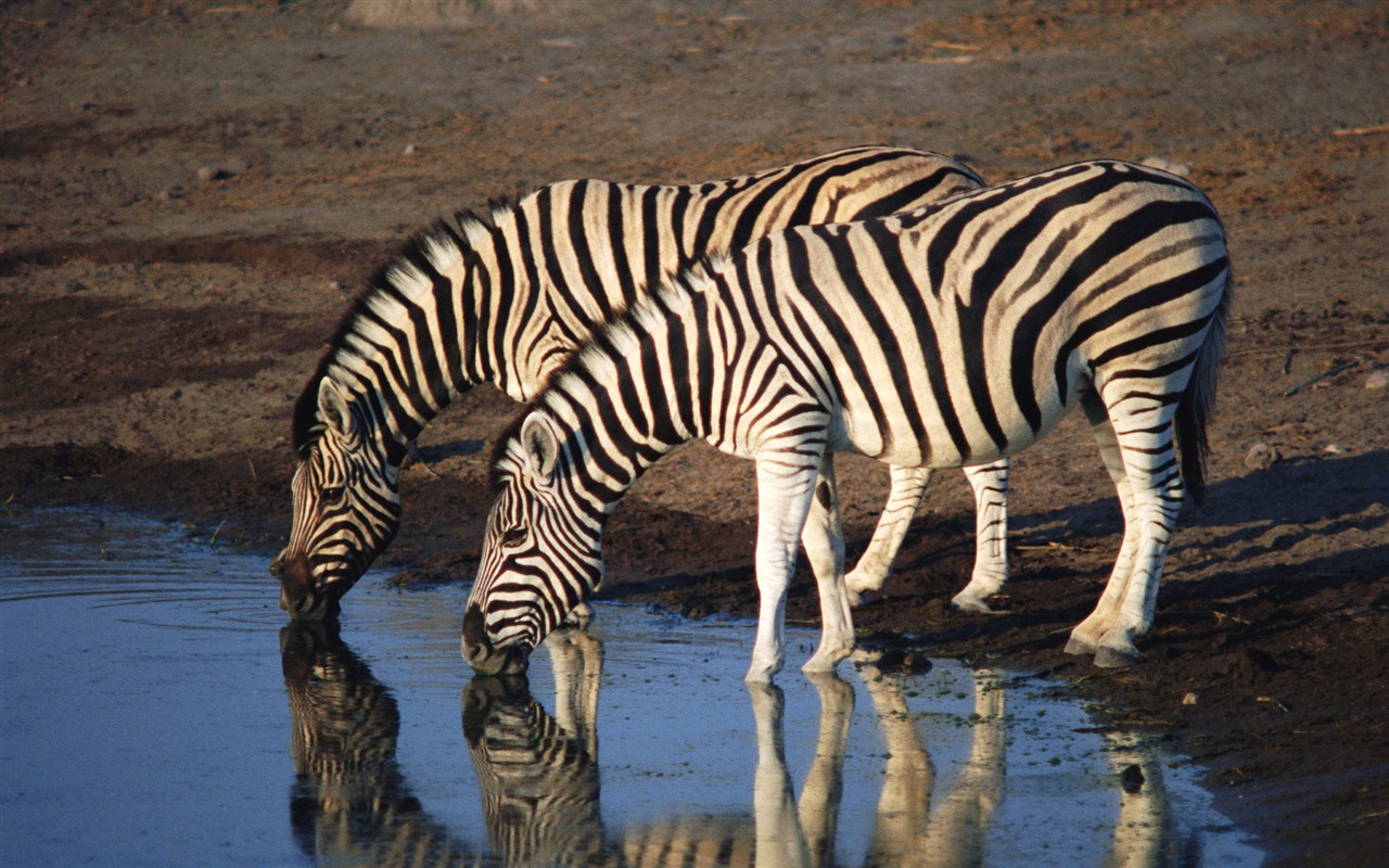 Animal Widescreen Wallpapers Collection (1) #1 - 1280x800