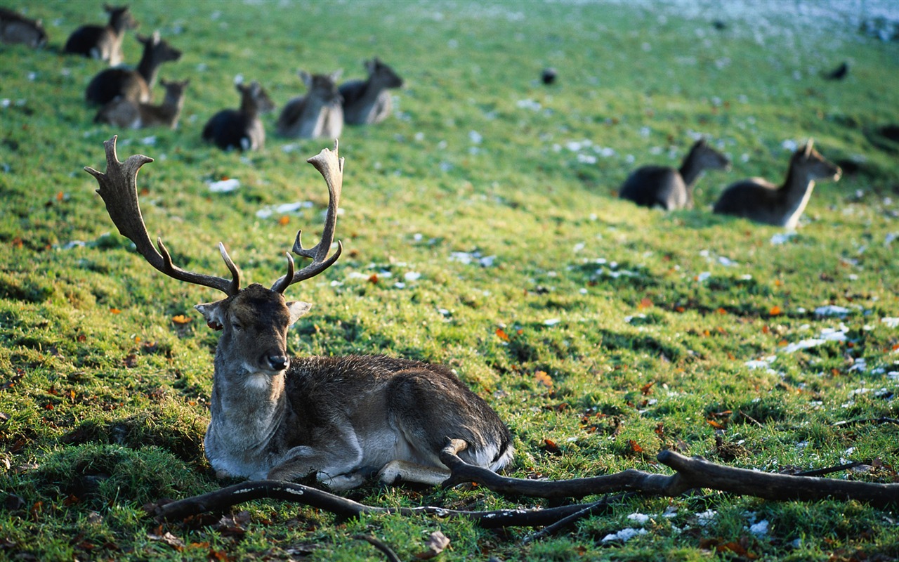 Animal Widescreen Wallpapers Collection (1) #4 - 1280x800
