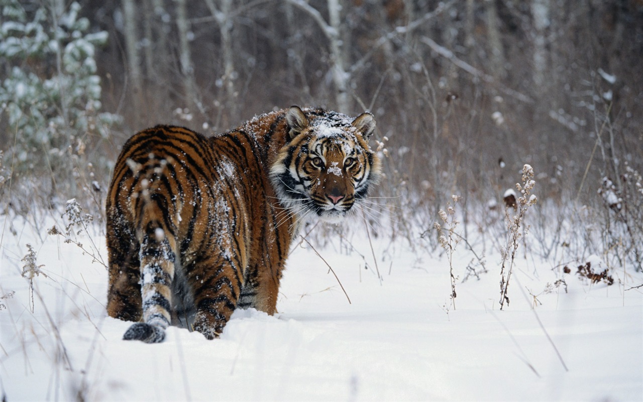 Animal Widescreen Wallpapers Collection (1) #5 - 1280x800