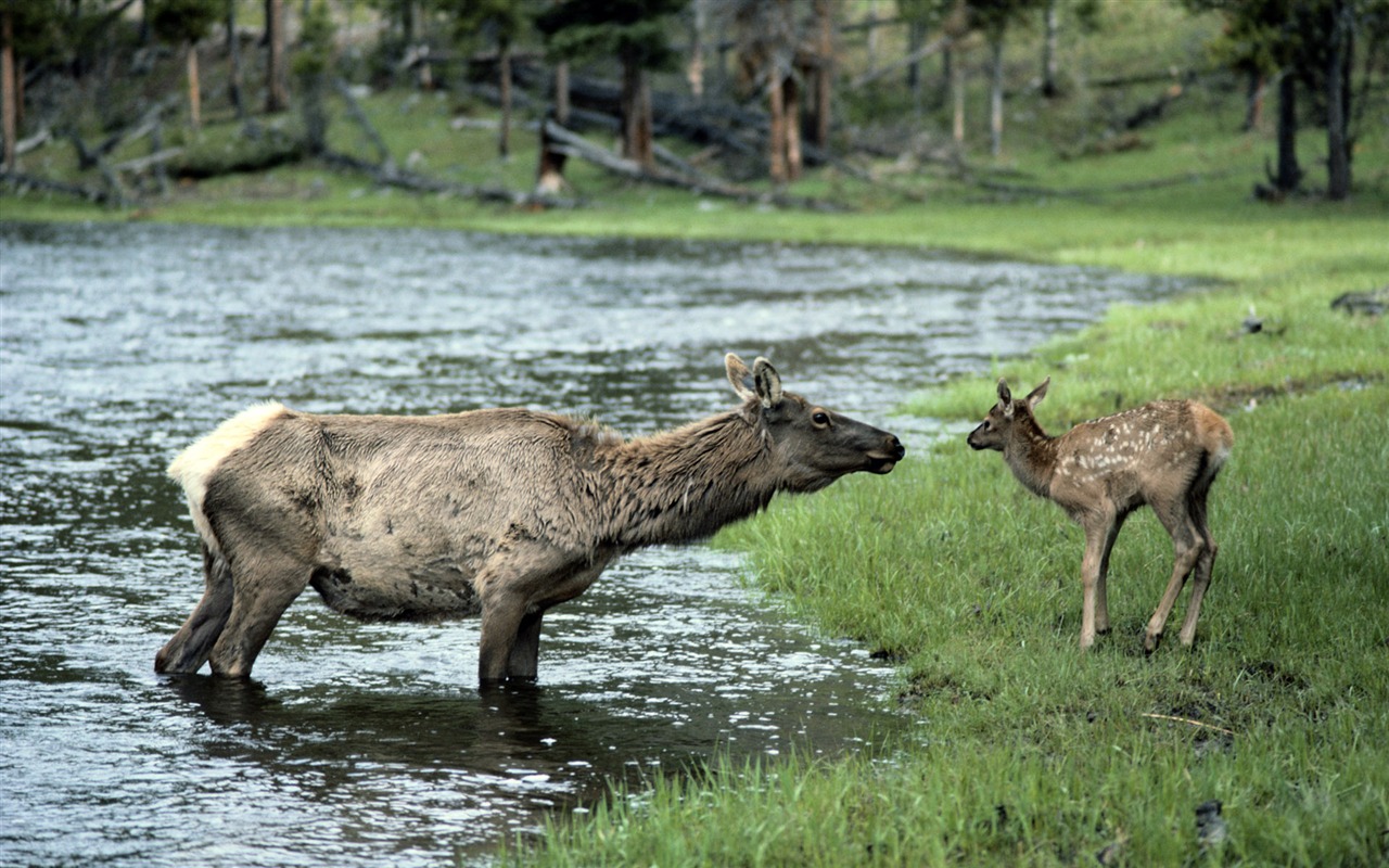 Animal Widescreen Wallpapers Collection (1) #6 - 1280x800