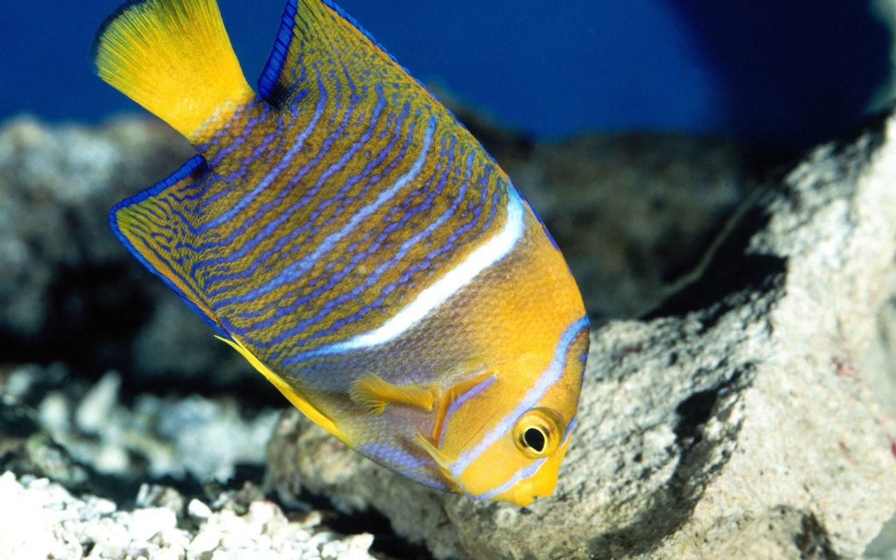 炫彩熱帶魚壁紙專輯 #4 - 1280x800
