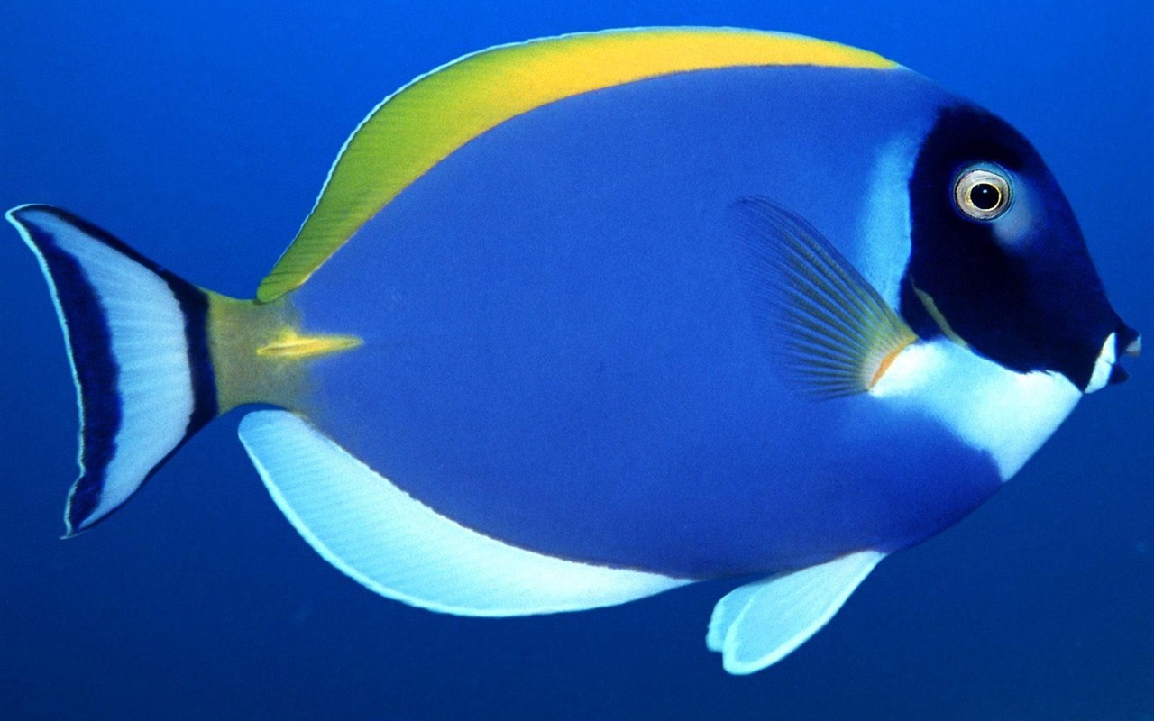 炫彩熱帶魚壁紙專輯 #5 - 1280x800