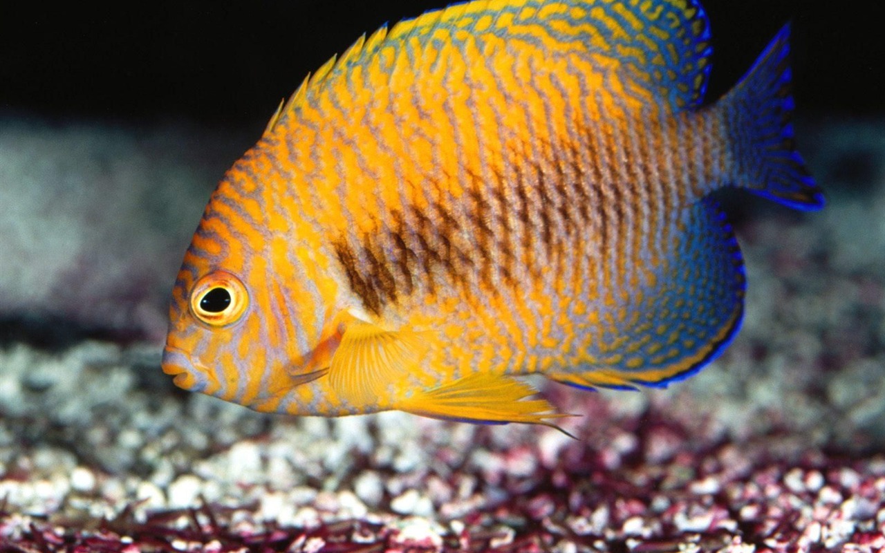 炫彩熱帶魚壁紙專輯 #6 - 1280x800