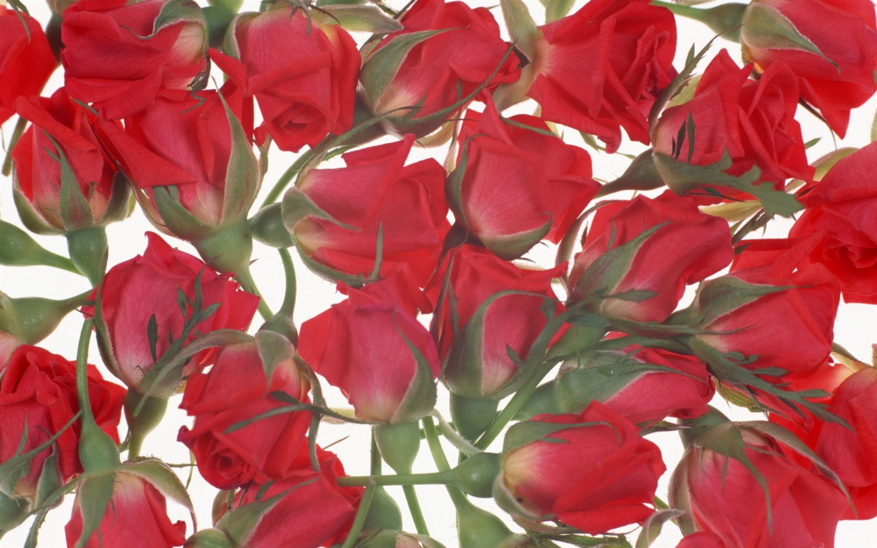 鮮花特寫(14) #4 - 1280x800