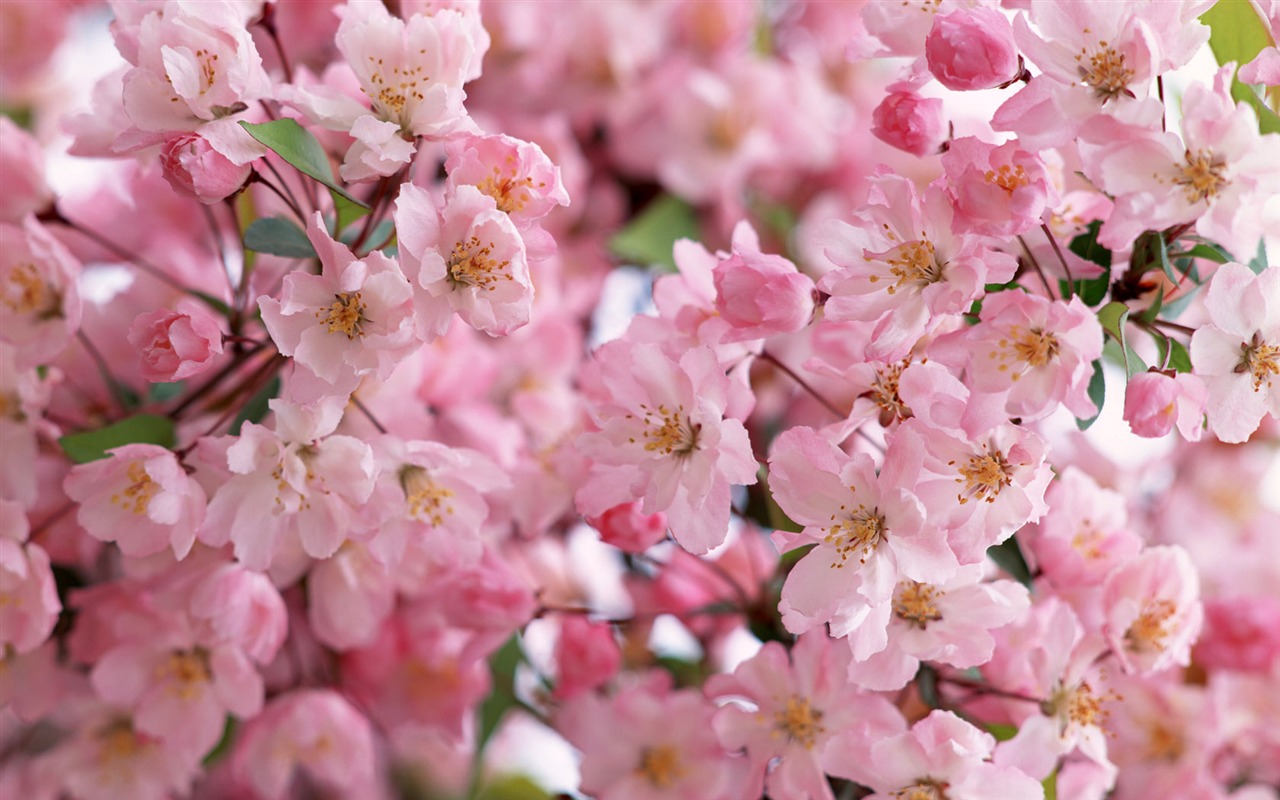 鮮花特寫(14) #10 - 1280x800
