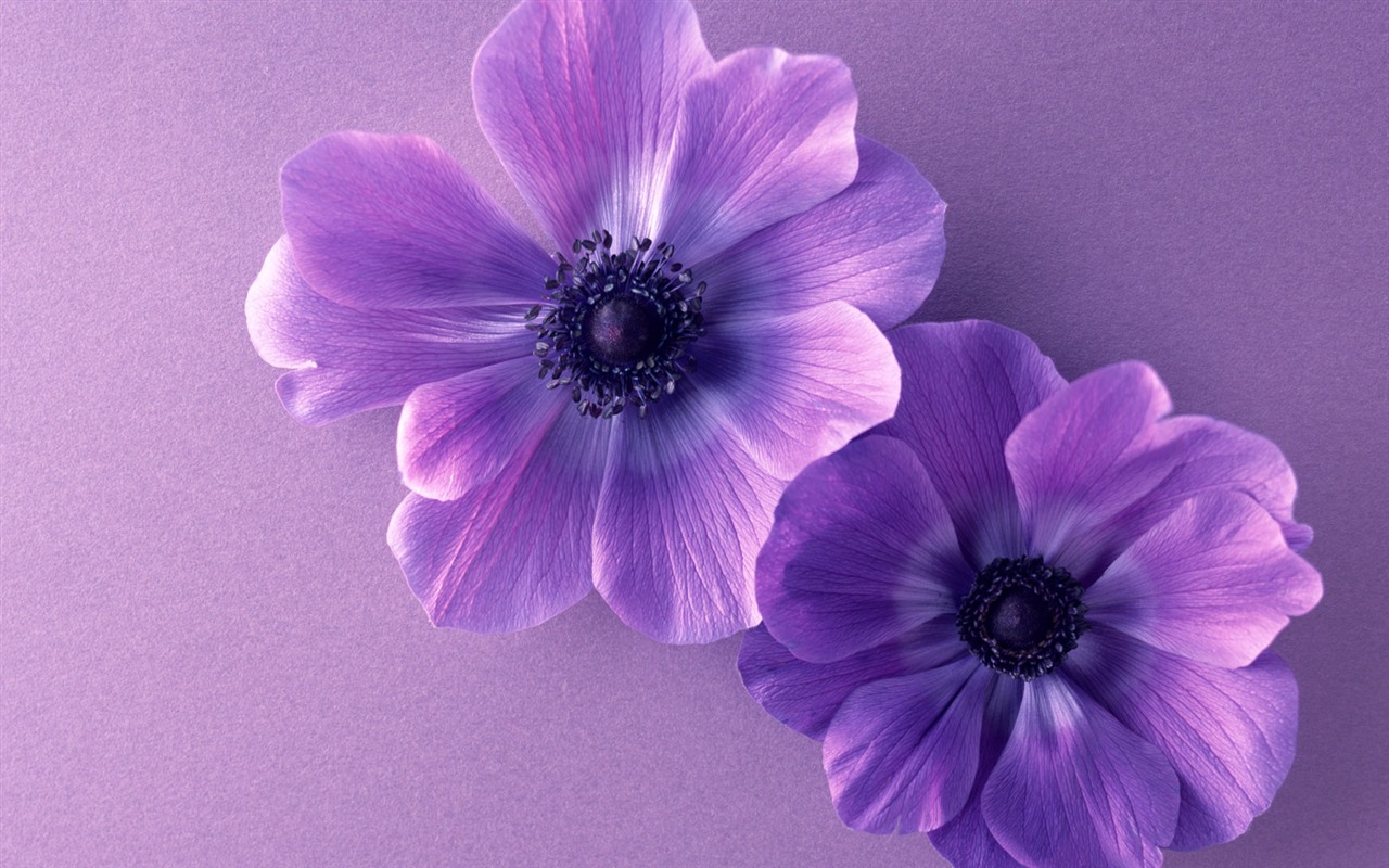 Flowers close-up (14) #20 - 1280x800