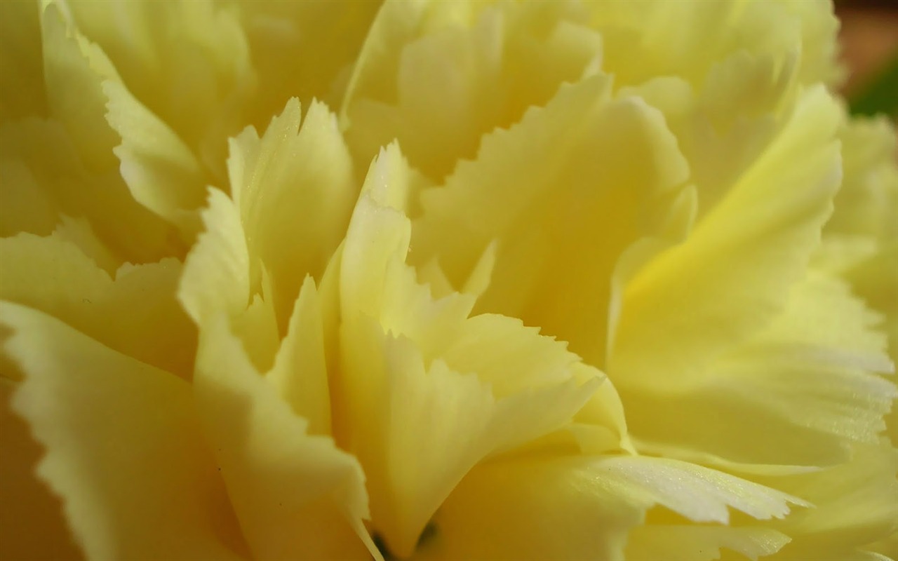 Mother's Day of the carnation wallpaper albums #12 - 1280x800