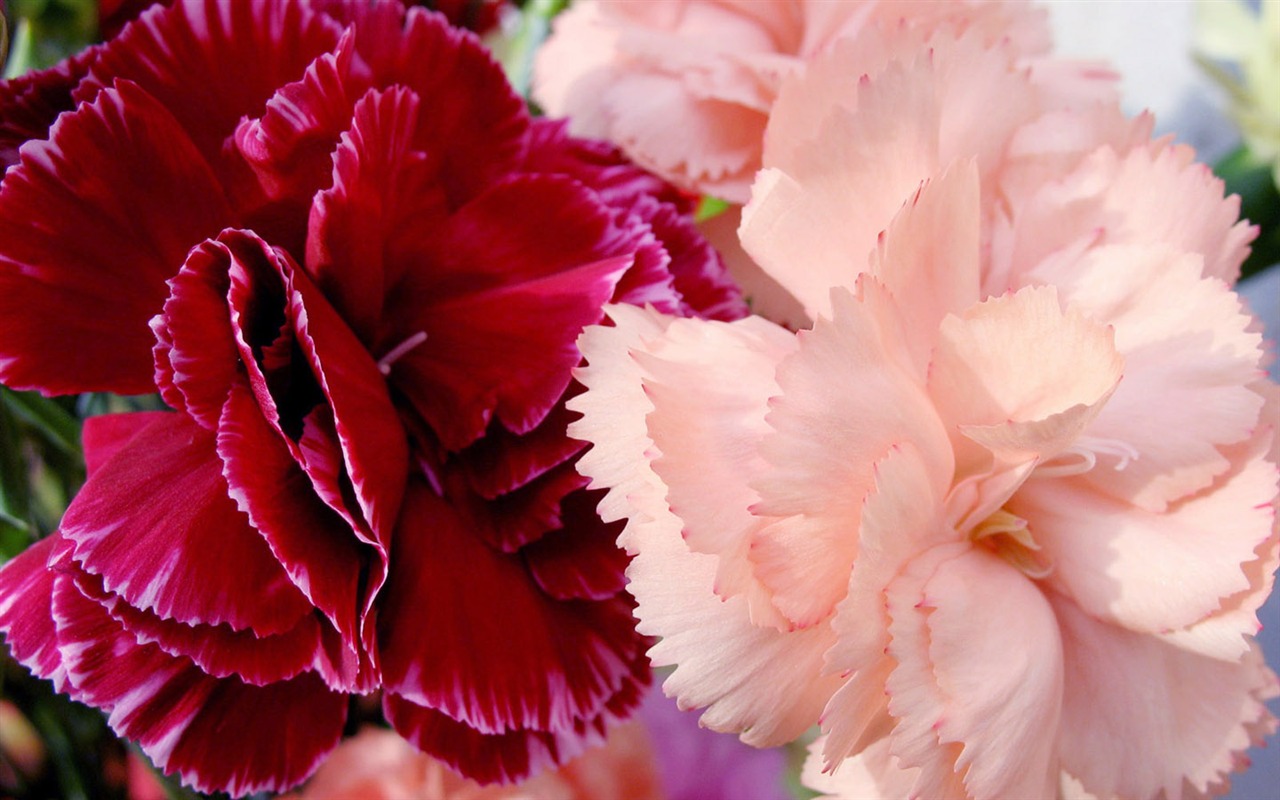 Mother's Day of the carnation wallpaper albums #28 - 1280x800