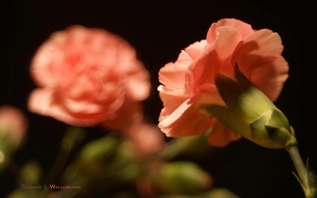 Día de la Madre de los álbumes de los fondos de escritorio de clavel #30 - 1280x800