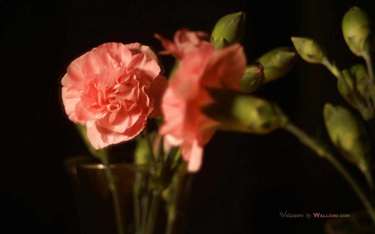 Mother's Day of the carnation wallpaper albums #31 - 1280x800