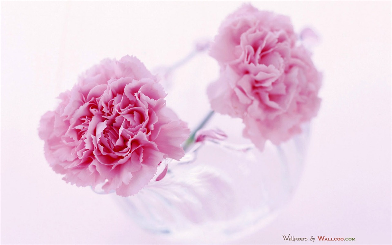Mother's Day of the carnation wallpaper albums #33 - 1280x800