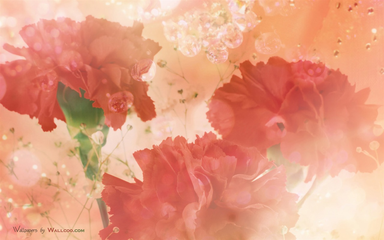 母親節之康乃馨壁紙專輯 #40 - 1280x800