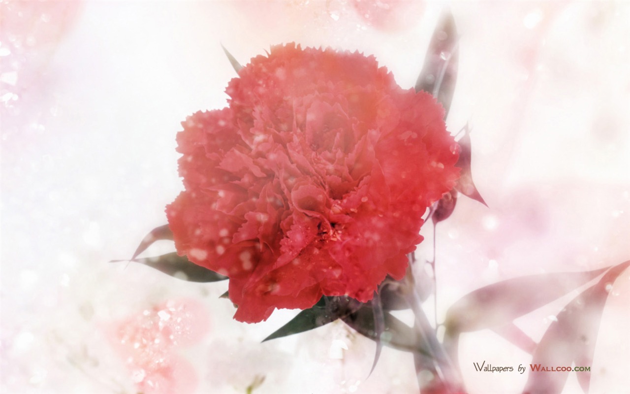 Mother's Day of the carnation wallpaper albums #41 - 1280x800