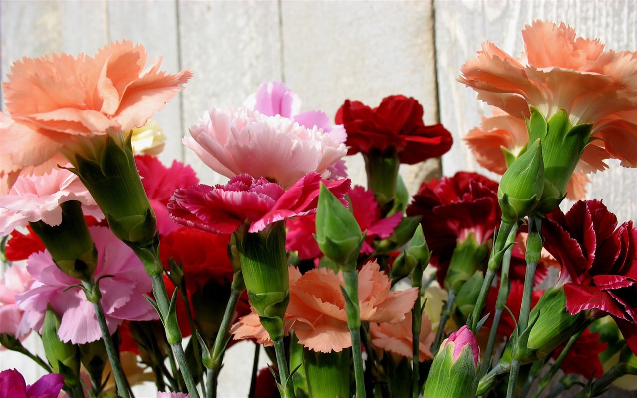 Día de la Madre de los álbumes de los fondos de escritorio de clavel #45 - 1280x800