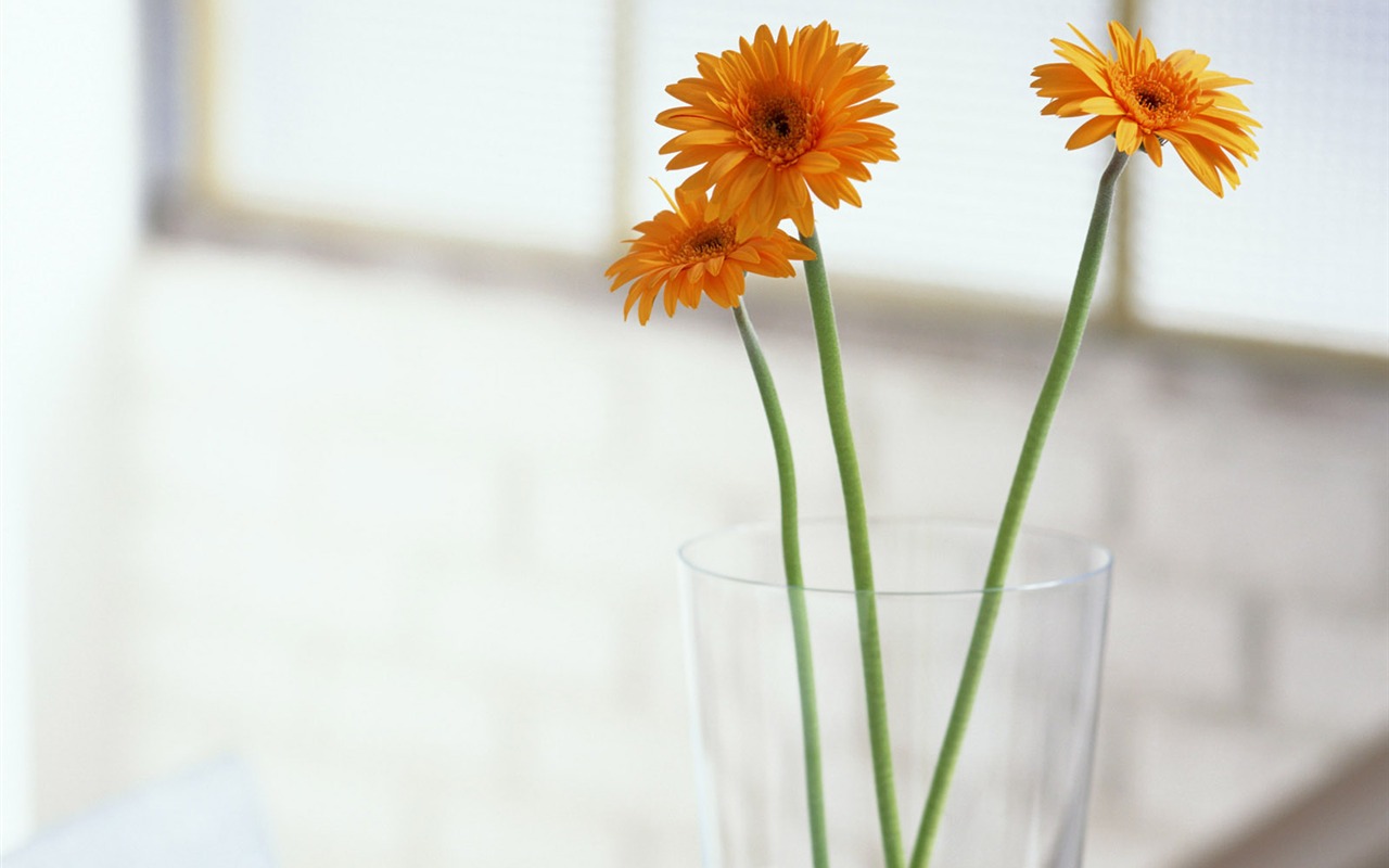 Indoor Still Life Wallpaper Album (4) #6 - 1280x800