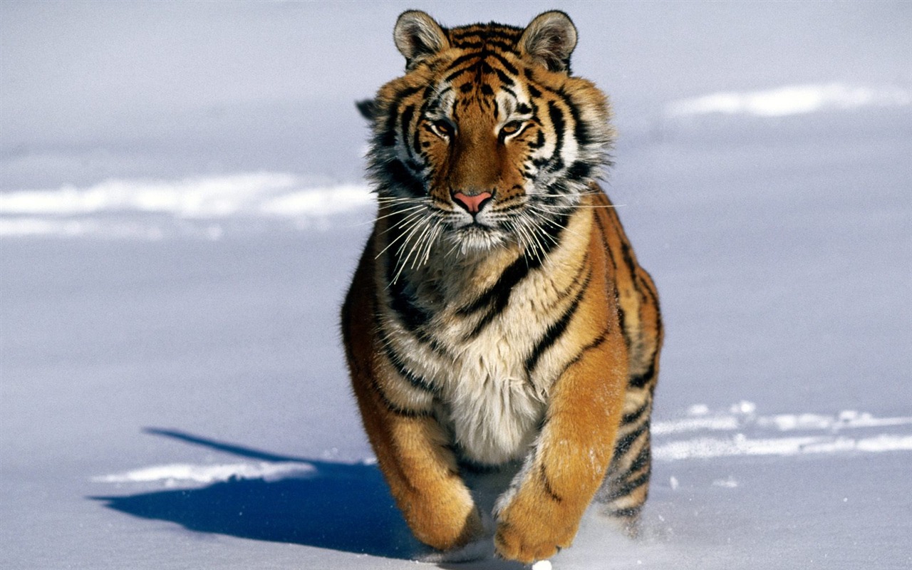 Tiger Foto tapety (2) #5 - 1280x800