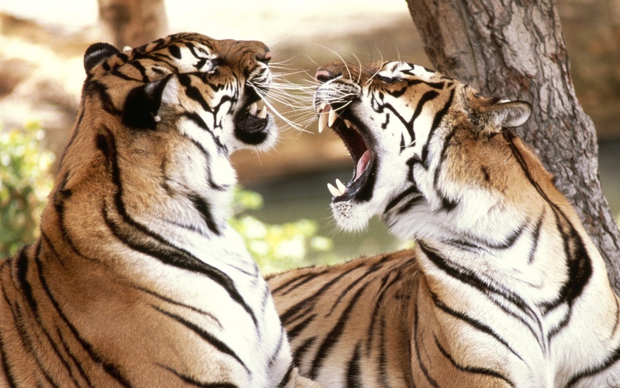 Tiger Foto tapety (2) #8 - 1280x800