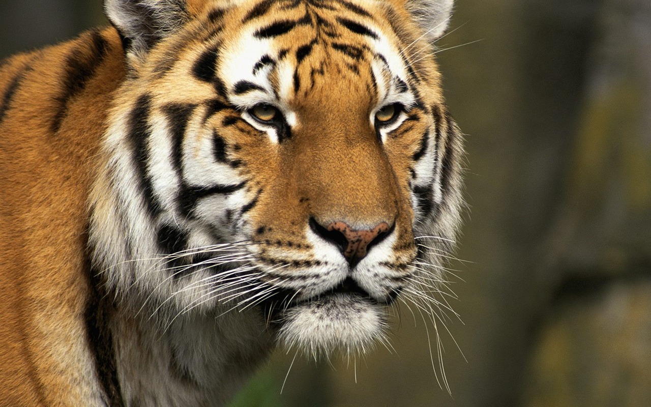 Tiger Foto tapety (2) #9 - 1280x800