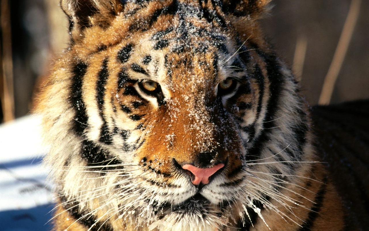 Tiger Photo Wallpaper (2) #10 - 1280x800