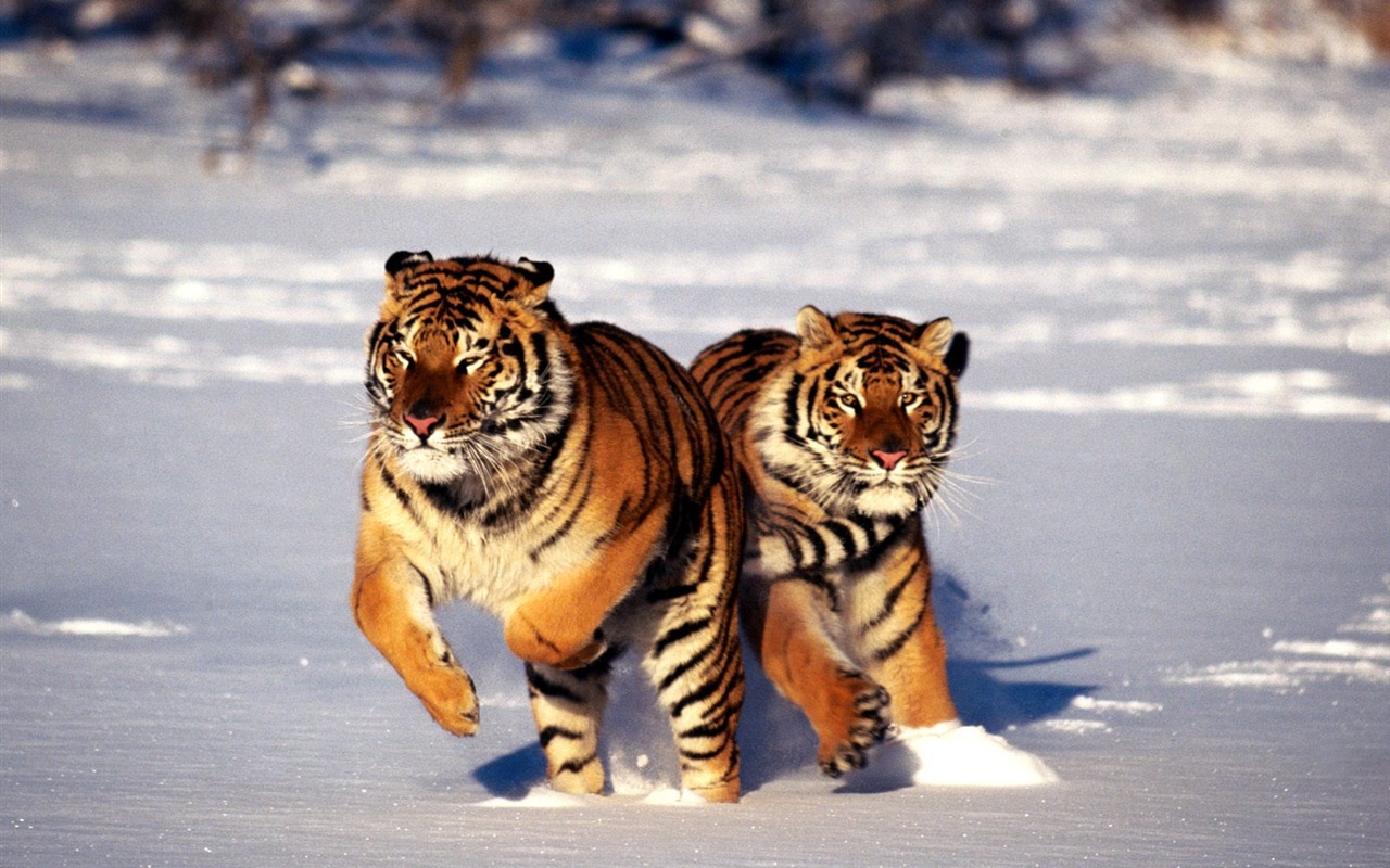 Tiger Photo Wallpaper (2) #13 - 1280x800