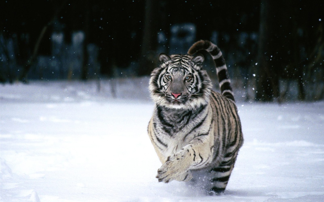 Fond d'écran Tiger Photo (2) #14 - 1280x800