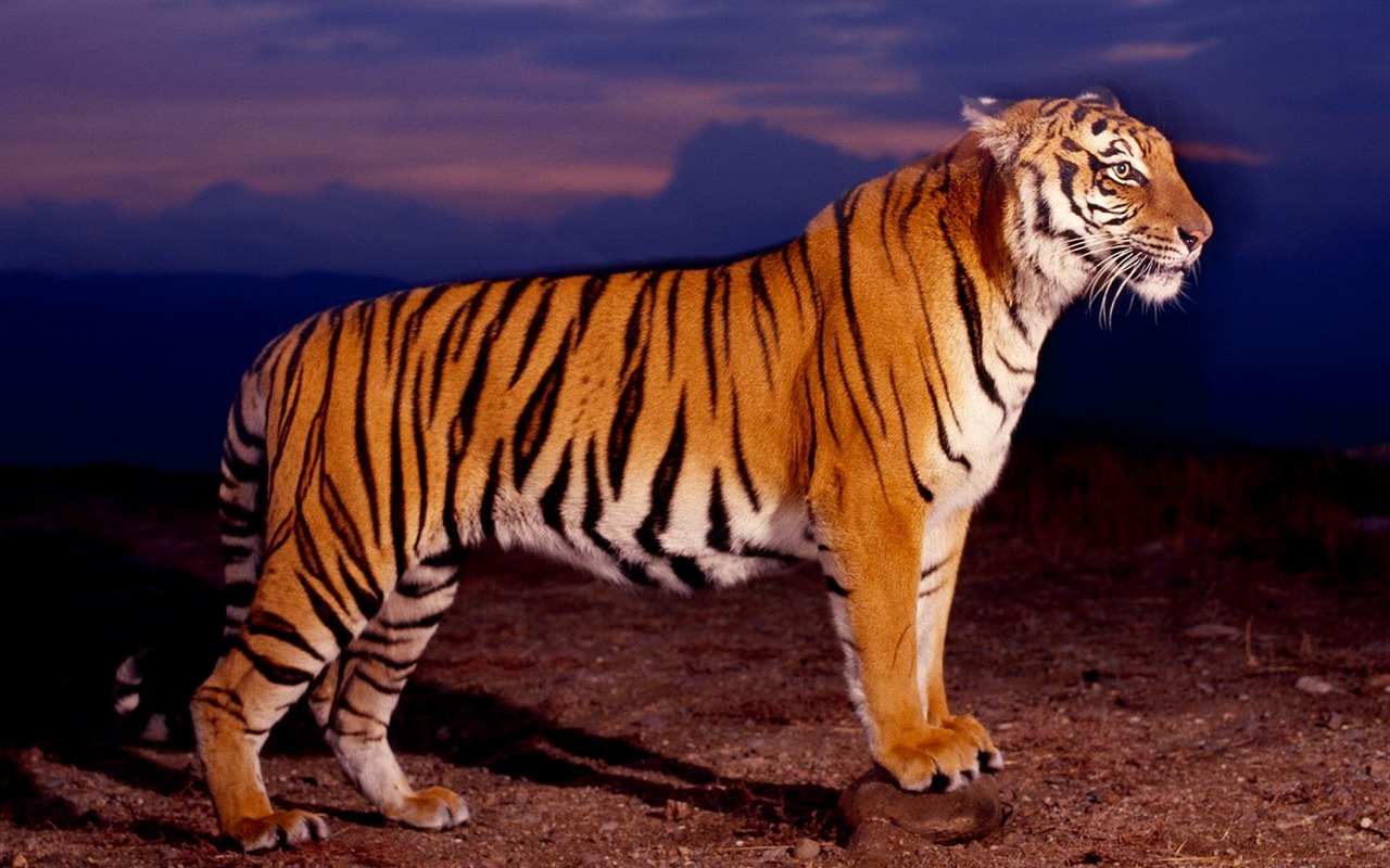 Tiger Wallpaper Foto (2) #16 - 1280x800