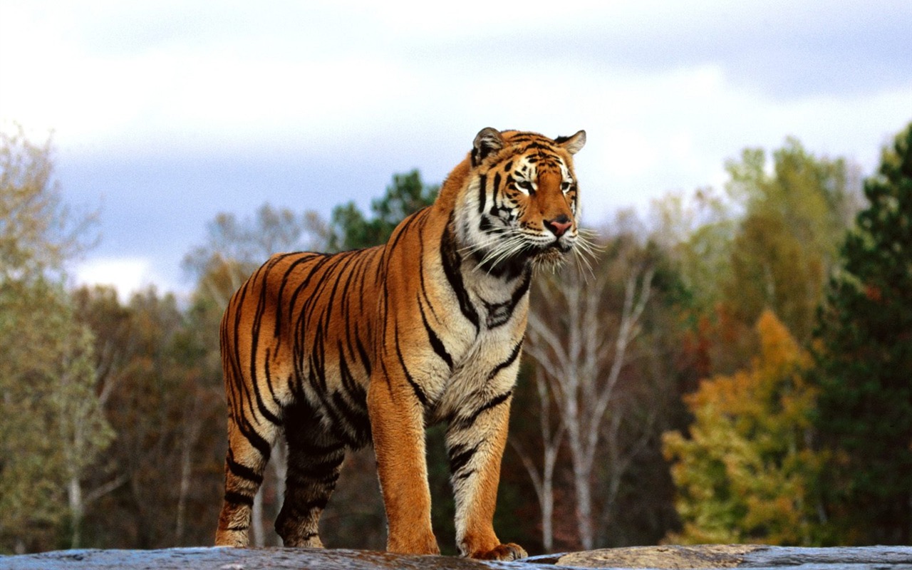 Tiger Foto tapety (2) #17 - 1280x800