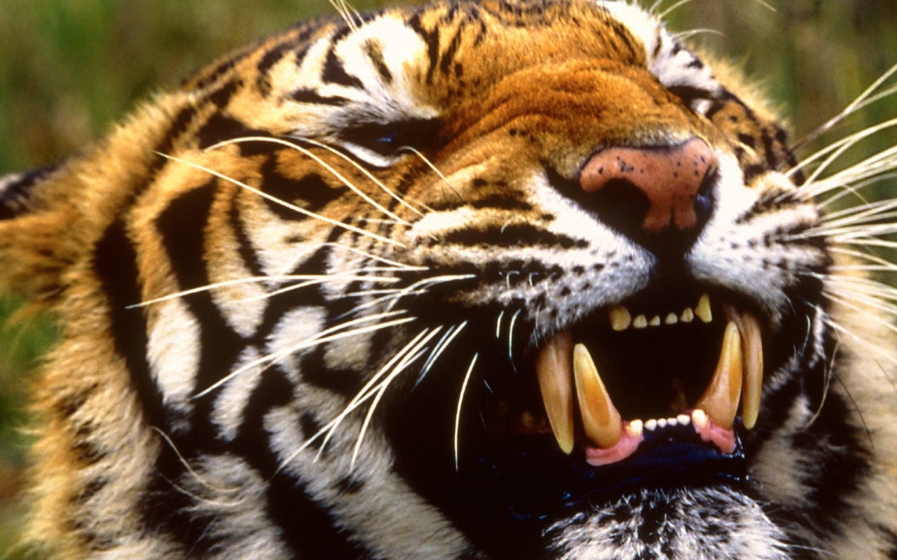 Tiger Foto tapety (2) #20 - 1280x800