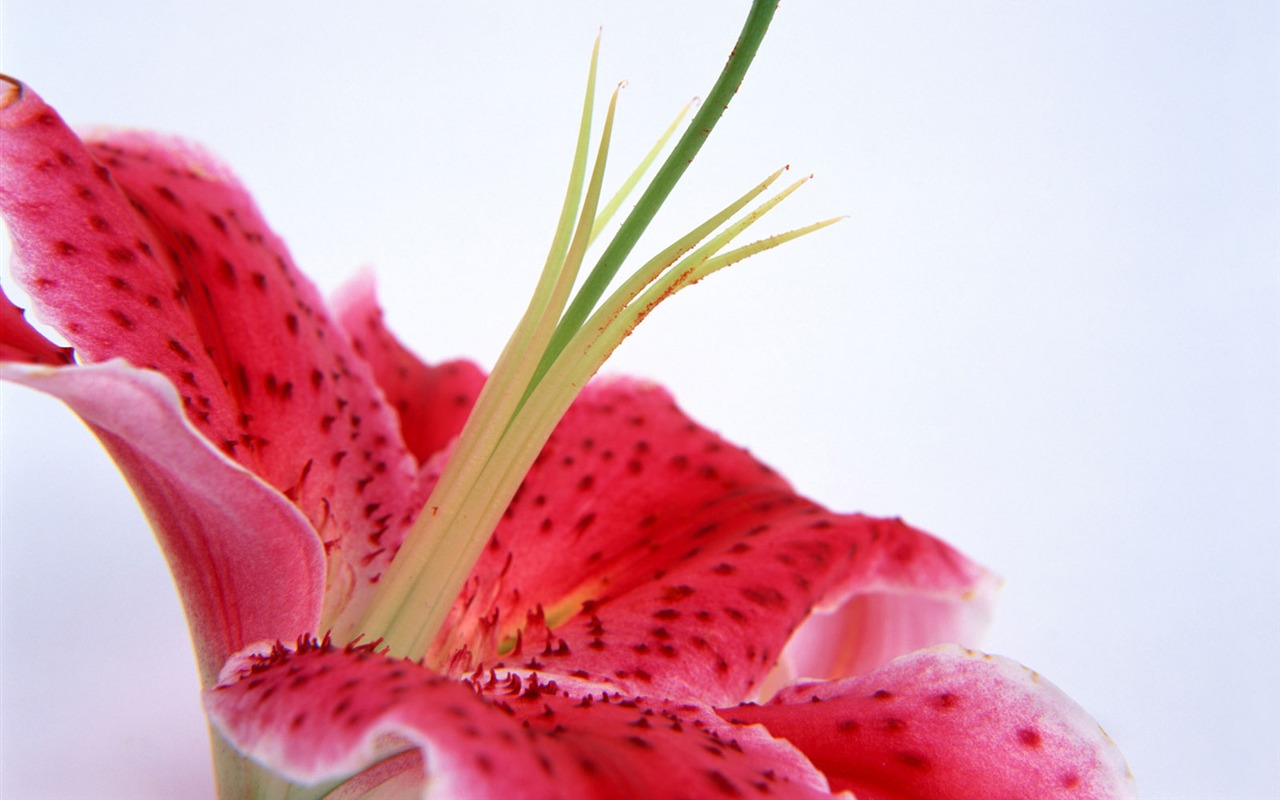 Flowers close-up (15) #2 - 1280x800