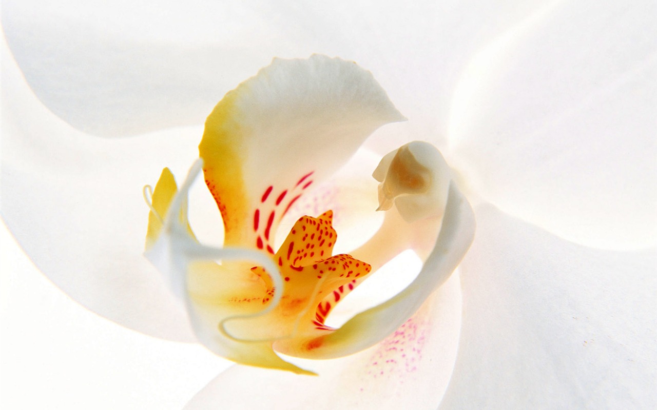 鮮花特寫(15) #14 - 1280x800
