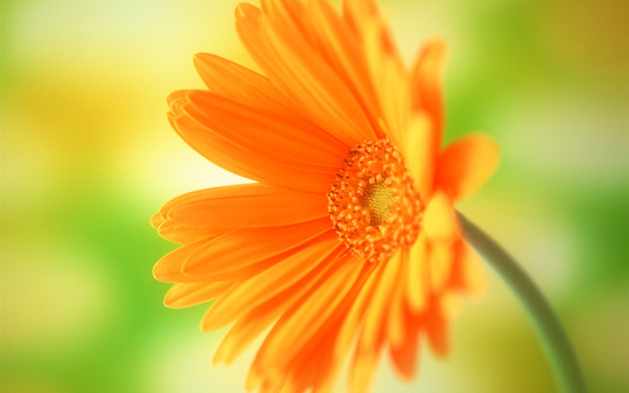 Flowers close-up (15) #15 - 1280x800