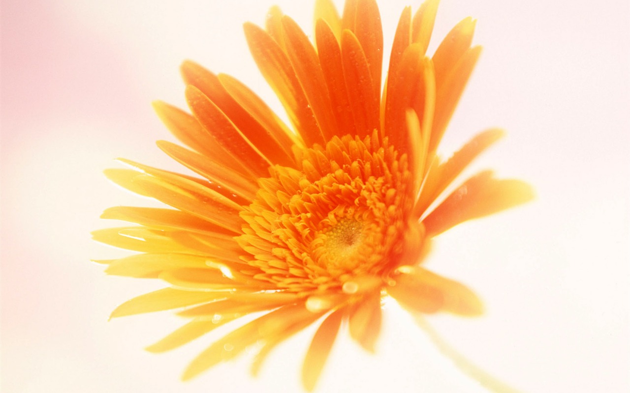 鮮花特寫(15) #16 - 1280x800