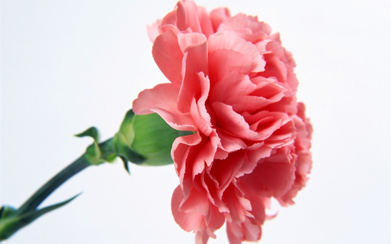 鮮花特寫(15) #17 - 1280x800
