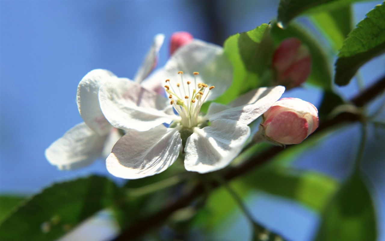 Flowers close-up (16) #1 - 1280x800