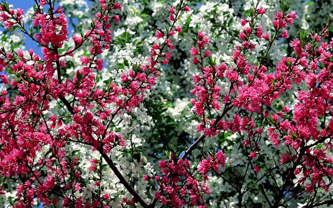 Květiny close-up (16) #2 - 1280x800