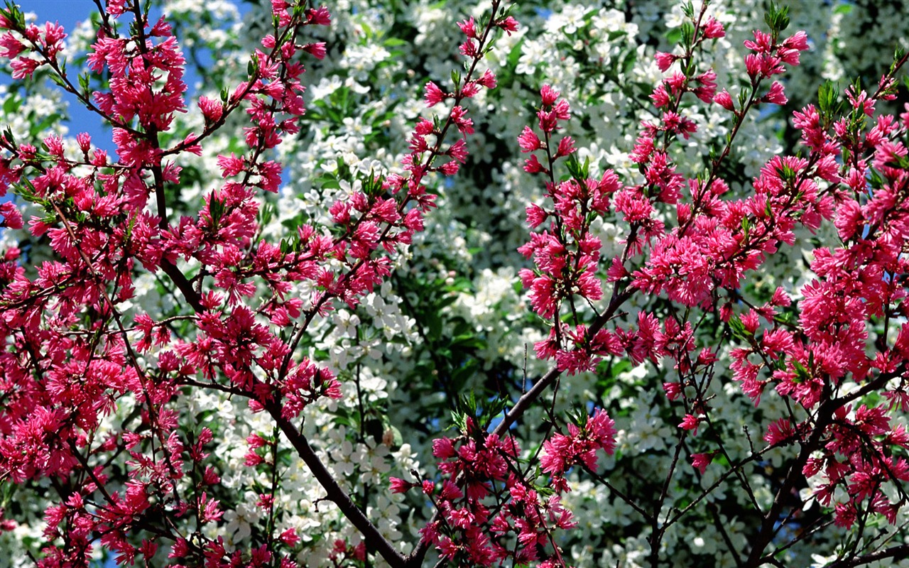 Flowers close-up (16) #2 - 1280x800